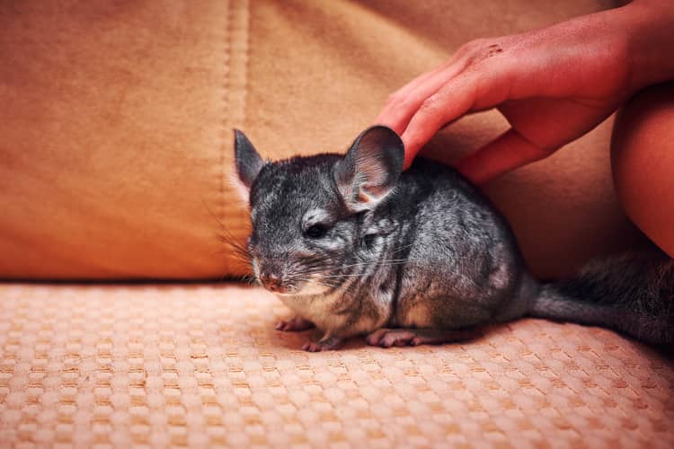 amenager la cage du chinchilla