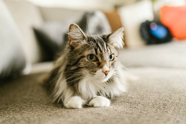 chat maine coon sur un canape