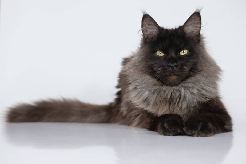 chat maine coon