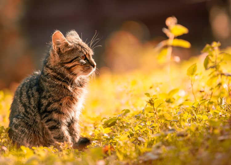 langage corporel du chat