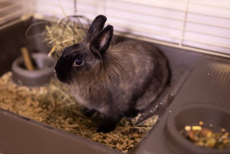 lapin dans une cage