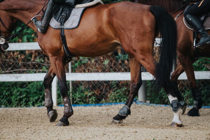 sabots d'un cheval