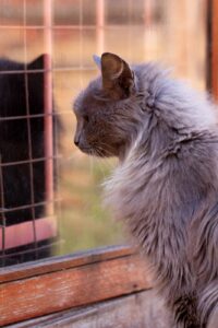 Un chat devant une fenêtre