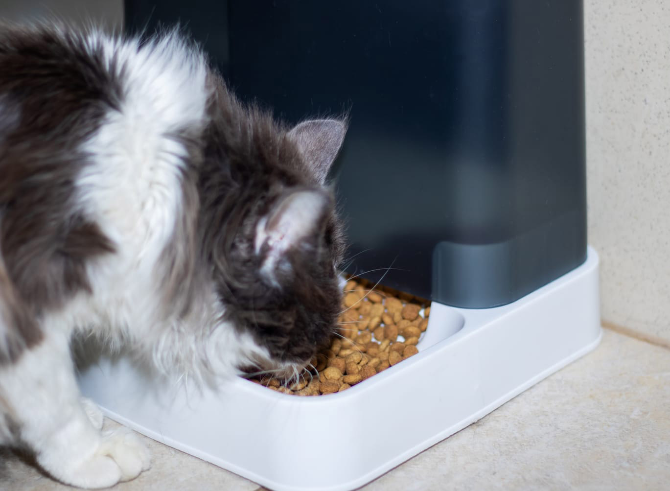un chat en train de manger des croquettes dans un distributeur