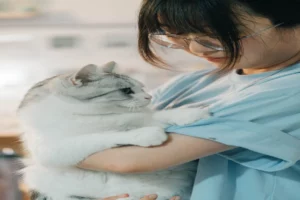 Stérilisation du chat : prix moyen et remboursement possible en 2026