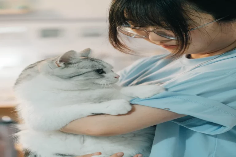 Stérilisation du chat : prix moyen et remboursement possible en 2026