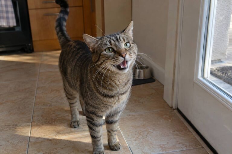 Un chat en train de miauler