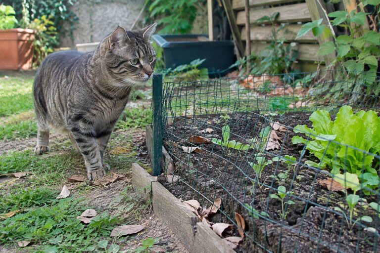 Un chat dans un jardin