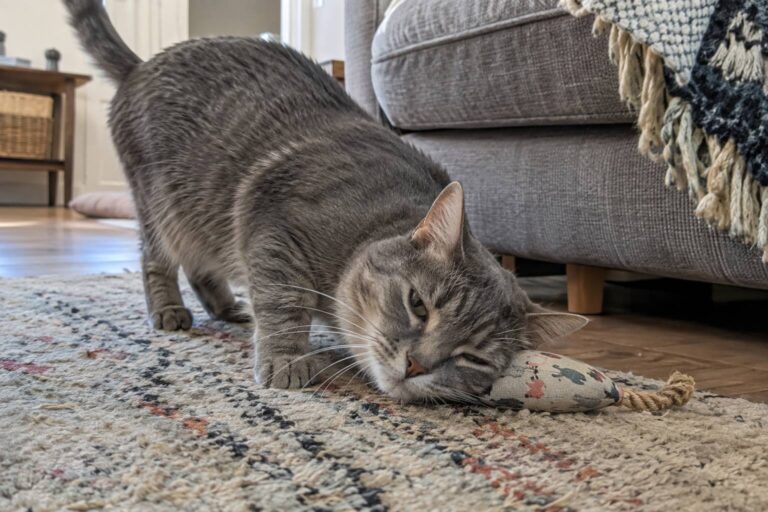 Un chat qui joue avec un jouet