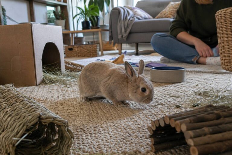 Un lapin sur un tapis